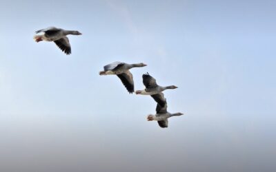Fliegen wie ein Vogel!
